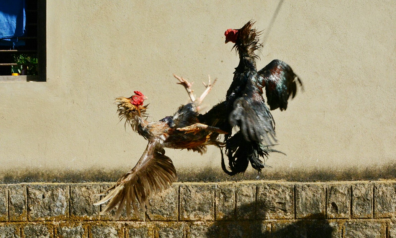 Macam-macam Trik Menang Sabung Ayam Online