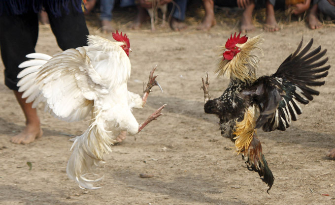 Makanan Terbaik Untuk Ayam Aduan Yang Dijagokan