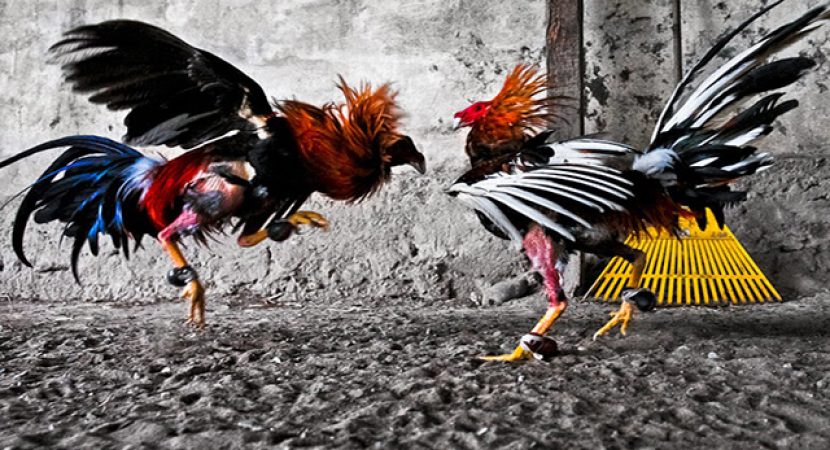 Berlangganan dengan Situs Taruhan Sabung Ayam