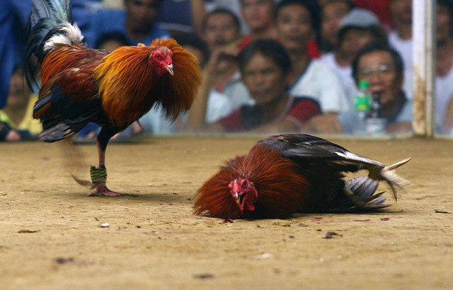 Tahapan Main Taruhan Sabung Ayam Online untuk Newbie